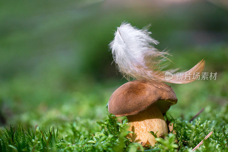 欧洲森林蘑菇 - 博莱图斯伊杜利斯 - 伊姆莱里亚巴迪亚 - 马龙